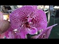 Предпраздничный завоз орхидей в Оби 30 сентября 2020г. С праздником, дорогие Учителя!!