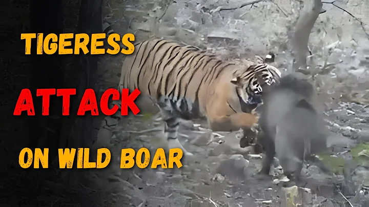 Tigress Noor kills wild boar in Zone 1 of  Ranthambore