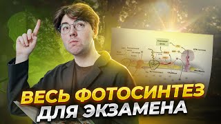 Весь фотосинтез для экзамена | Биология ОГЭ 2024 | Умскул