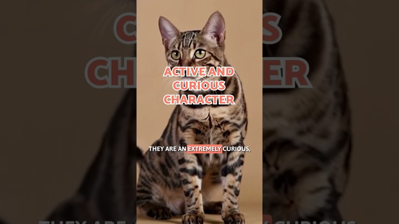 5 CHARACTERISTICS of the CALIFORNIA SPANGLED 😽