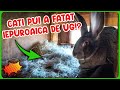 ❗Ultimul videoclip din 2022❗ Cati iepuri a fatat iepuroaica de Urias German❓❗🐇 LA MULTI ANI❗🥳🎉