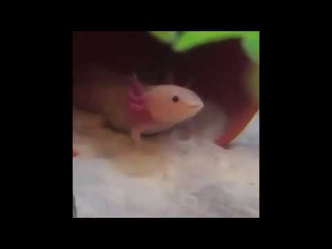 axolotl meme yawning gritando