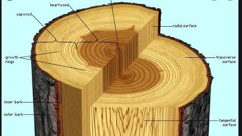 LEC-57 | TIMBER || BUILDING MATERIAL FOR SSC JE & ESE || STUDY OF MACRO STRUCTURE OF TIMBER || HINDI