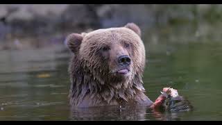 Kodiak bear snacking in the river! by Nicholas Larghi 217 views 11 months ago 19 seconds