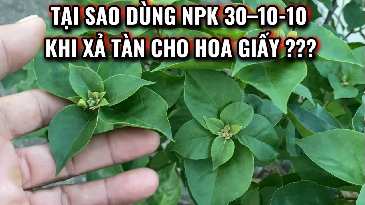 Tại sao dùng npk 30-10-10 ngay sau khi xả tàn hoa giấy? 