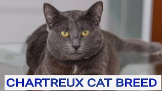 CHARTREUX CAT BREED,  LOYAL,  LOVING,  CALM,  CUTEST CATS, ANIMALS LOVERS by Royal Sisters Nature ♡ 26 views 1 year ago 1 minute, 59 seconds