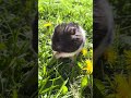 10s Stillness — Tiny Hamster Snack Break in the Dandelions (Kurkse, May 2025)