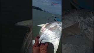 MONSTER Pomfret Strike! 🎣😱