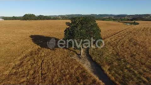 Aerial shot of oak tree in field | Stock Footage - Envato elements