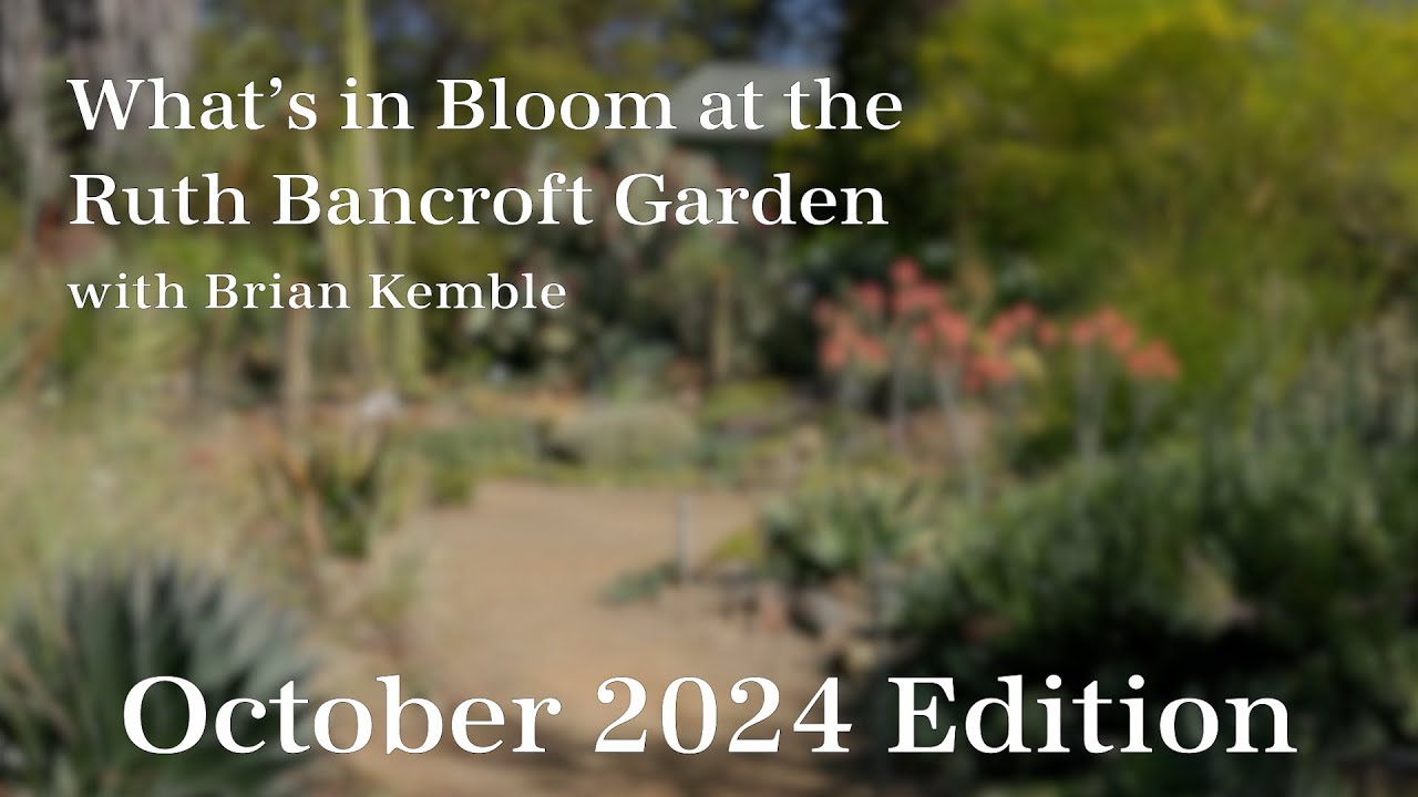 What's in Bloom at The Ruth Bancroft Garden  (October 2024)