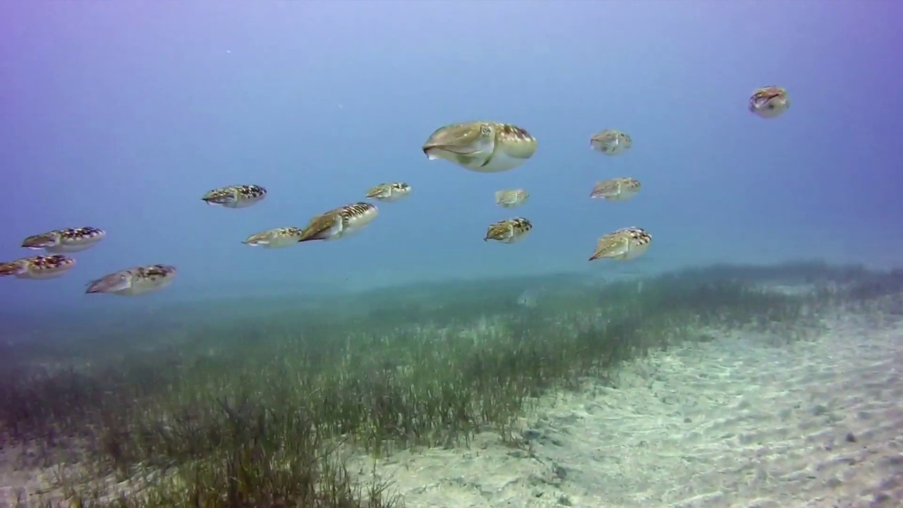 Diving with a group of Cuttlefish camera iphone 8 plus apk