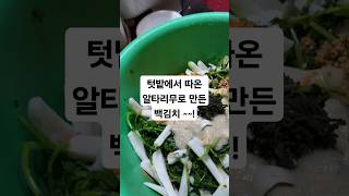 MAMA FOOD 엄마표! 텃밭에서 따온 알타리로 담는 백김치~~!@sungodcross