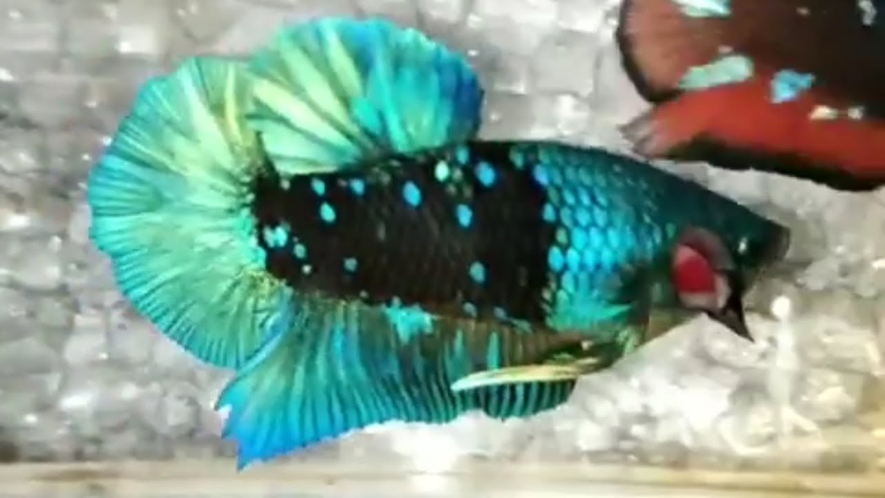 Ikan Cupang Plakat Black Avatar Youtube