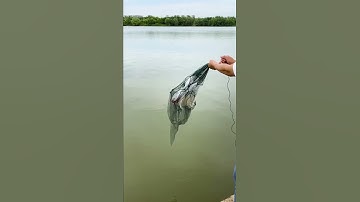 How to Use Foldable Umbrella Fishing Net 2021