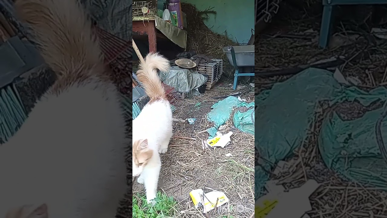 Кошки сидят под деревом, прячутся от жары  