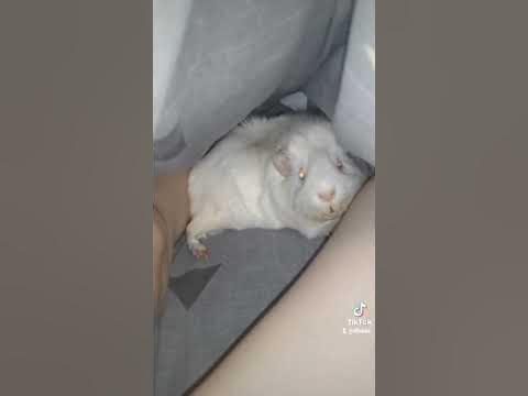 морские свинки 🤣🤣🤣 - YouTube