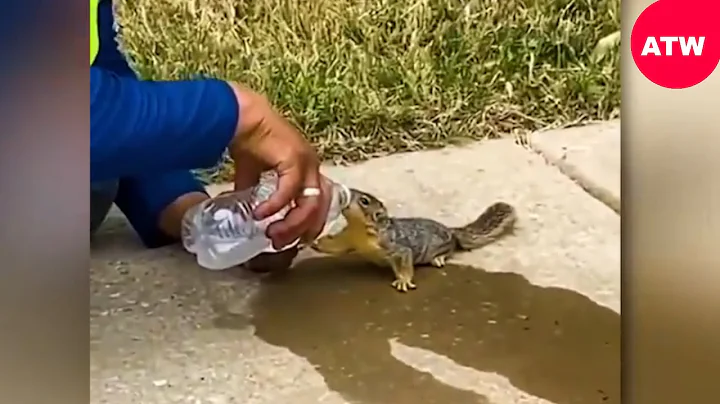 Heartbreaking Moments Like Animals asking People for Help & Kindness !