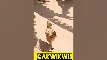 Inkoko Amazing 