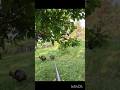 Это невозможно пропустить!#вау#охота#индейка#amazing#turkeyhunting#shot#viralvideo#shorts#