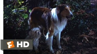 Lassie Come Home 8 10 Movie CLIP Sticks And Sacrifices 1943 HD Lassie Come Home 8 10 Movie CLIP Sticks And Sacrifices 1943 HD
