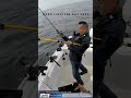 Fishing San Francisco's Potatopatch Shoal Easy Limits In 2 Hours! 9/23/2023