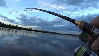 Whopper Plopper 90F. Один из лучших воблеров-поверхностников. Ловля щуки на мелководье #shorts