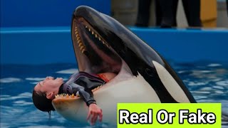 Download Lagu Jessica Radcliffe Orca 😳 #trending #jessica #dolphin MP3 Download Lagu Jessica Radcliffe Orca 😳 #trending #jessica #dolphin MP3