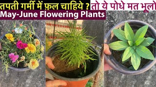 नर्सरी वाले से ये फूलों वाले पोधे ज़रूर माँगे , पूरी गर्मी खिलेंगे || May Summer Flowering Plants