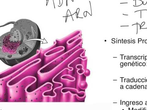 Vídeo: Diferencia Entre Orgánulos Membranosos Y No Membranosos