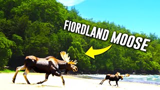 We Thought It Was Extinct, then we found this | Fiordland Moose Documentary