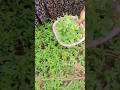 Mint (pudina) harvesting #viral #ytshorts #shortsfeed #shortsindia #subscribe #garden