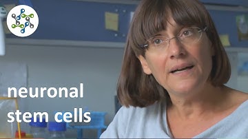 Research on neuronal stem cells
