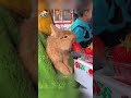 She accidentally saw a strange young creature, so she rescued it. #animals #rescueanimals