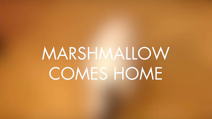 Watch the video about Marshmallow Comes Home