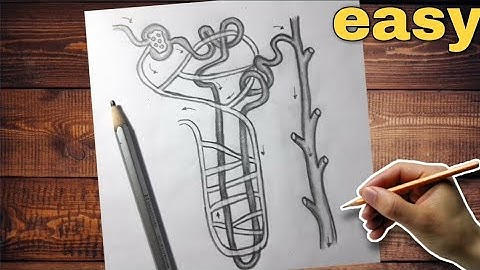 Nephron Diagram Drawing Class 10
