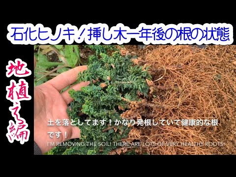 石化ひのき！挿し木一年後の発根状況！庭に植えてみました！Cypress