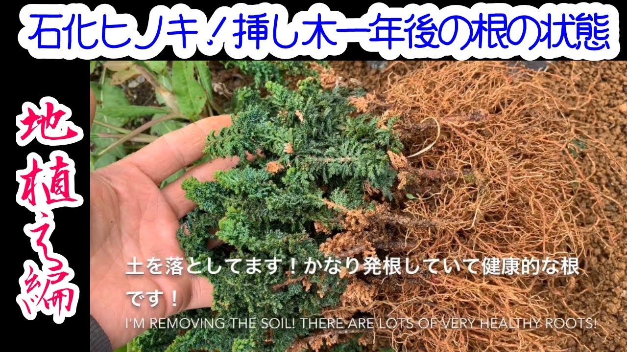 石化ひのき！挿し木一年後の発根状況！庭に植えてみました！Cypress
