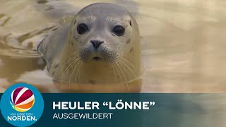 Lönne Erster Heuler Der Saison Ist Zurück In Der Nordsee