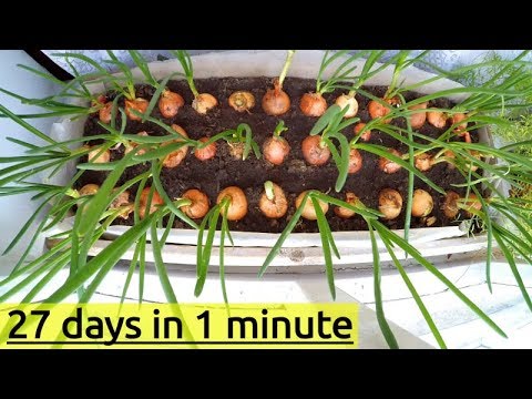 Как растет ЗЕЛЕНЫЙ ЛУК? 27 дней за 1 минуту (Time-lapse)