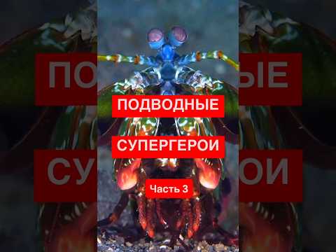 Креветка-Боксёр, Которая Ломает Аквариумы! 🥊🐟 Почему Учёные Боятся Её?