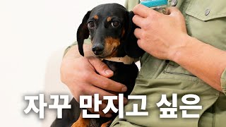 참기름 강아지 | 견종백과 닥스훈트편