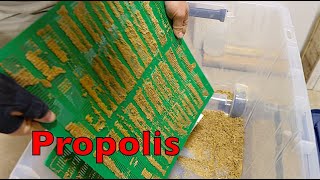 Collecting Propolis