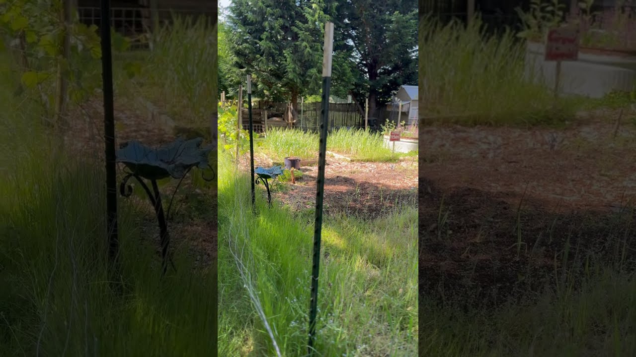 Morning Sounds On The Microfarm Asmr Chicken Birds Homemadebread