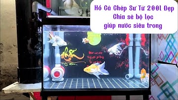 Hồ Cá Chép Sư Tử 200l Đẹp và Bí Quyết Giúp Nước Siêu Trong - Em Trai Vui Mừng Khi Lọc Đã Ổn Định.