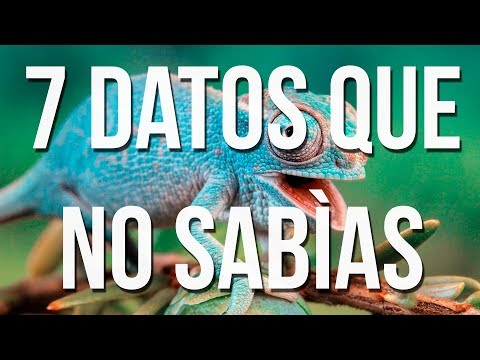 Video: Datos Asombrosos Sobre Los Camaleones