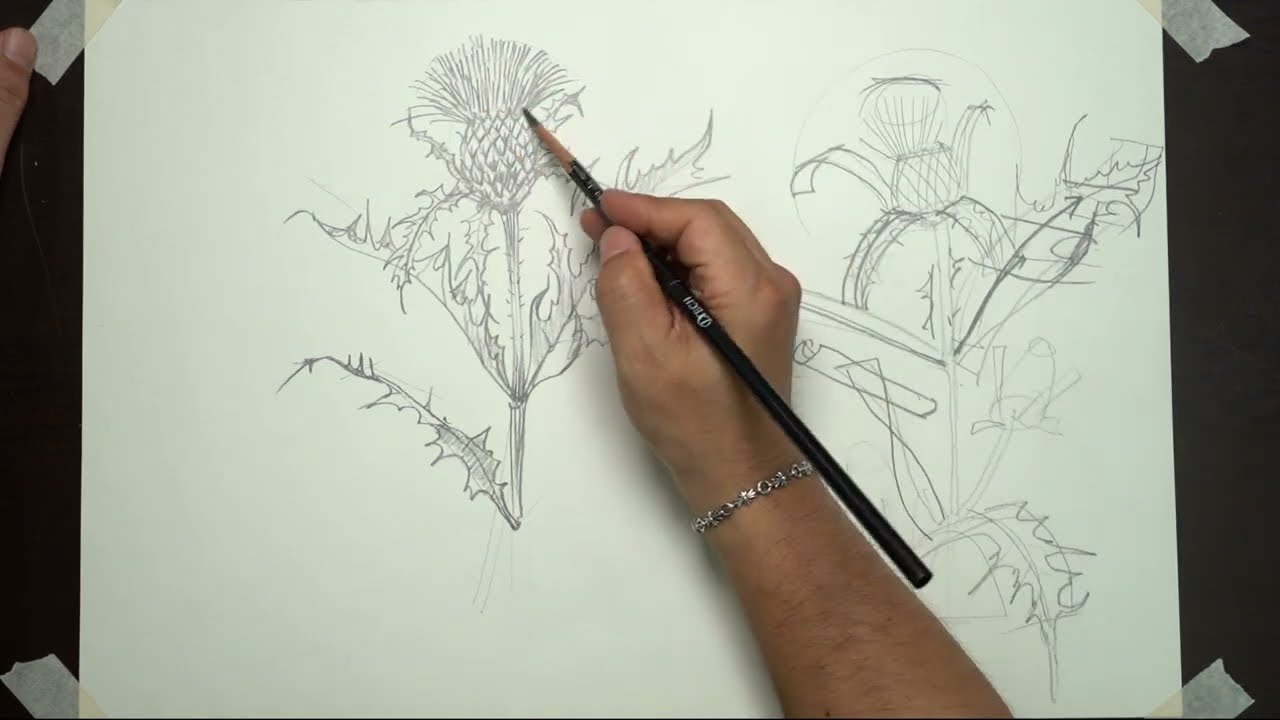 야생화 엉겅퀴 스케치(thistle sketch)  기초수업용 입니다.