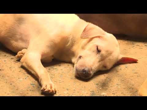 Video: Vjollca e qenit: përshkrim, foto