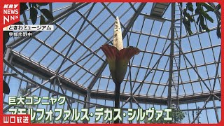 The biggest in Japan!? 