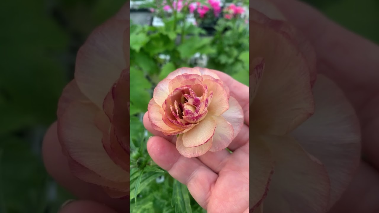 ラナンキュラス ラックス】ヘスティア3.5号 | はなそうにんオゼジュン