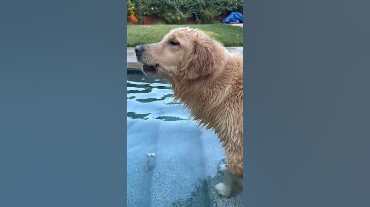 My dog (Oatmeal) insists on swimming (even when it's cold! ❄️)